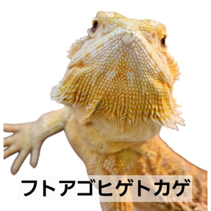 フトアゴヒゲトカゲ