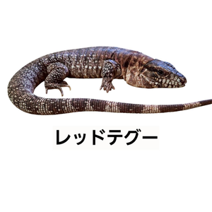レッドテグー