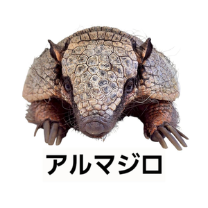 アルマジロ