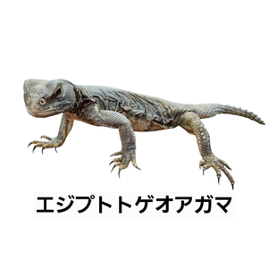 エジプトトゲオアガマ