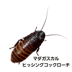 マダガスカルヒッシングコックローチ