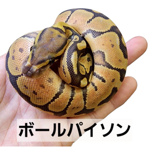 ボールパイソン