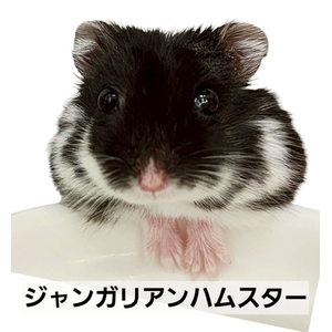 ジャンガリアンハムスター