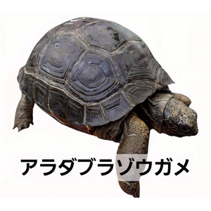 アラダブラゾウガメ