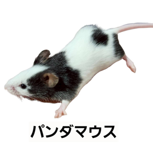 パンダマウス