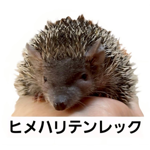 ヒメハリテンレック