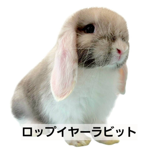 ロップイヤーラビット