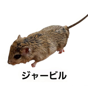 ジャービル