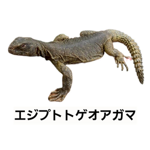 エジプトトゲオアガマ