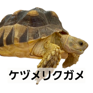 ケヅメリクガメ