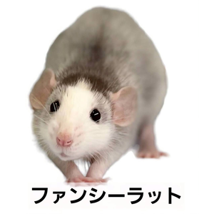 ファンシーラット