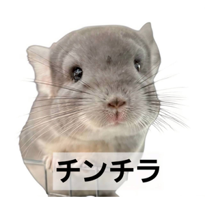 チンチラ