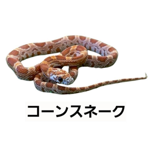 コーンスネーク