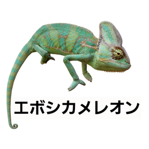 エボシカメレオン