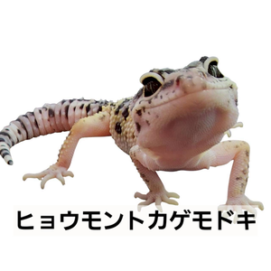 ヒョウモントカゲモドキ