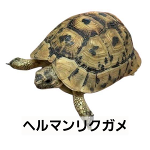 ヘルマンリクガメ