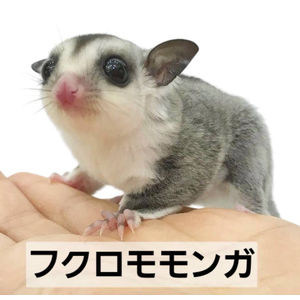 フクロモモンガ