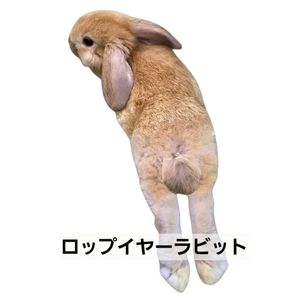 ロップイヤーラビット