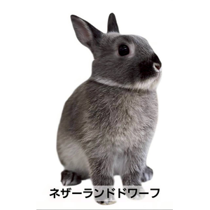 ネザーランドドワーフ