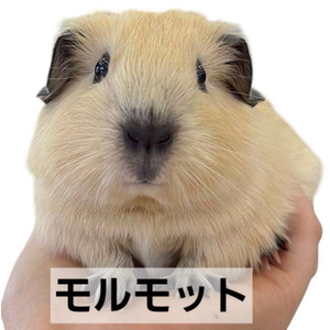 モルモット