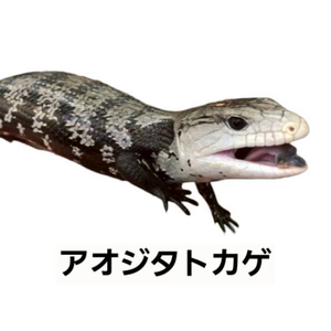 アオジタトカゲ