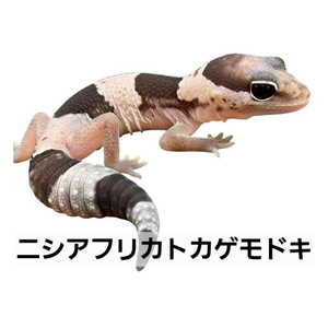 ニシアフリカトカゲモドキ