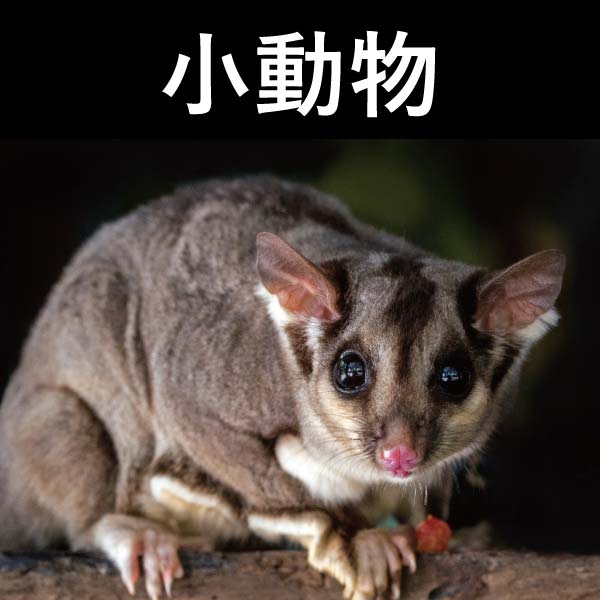 小動物