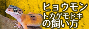 ヒョウモントカゲモドキの飼い方