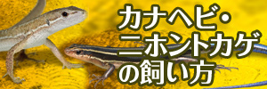 カナヘビ・ニホントカゲの飼い方