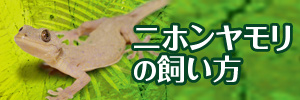 ニホンヤモリの飼い方
