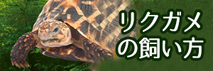 リクガメの飼い方